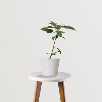 Russelia plant for hanging pots